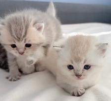 Purebred Scottish Fold Kittens - Photo 10