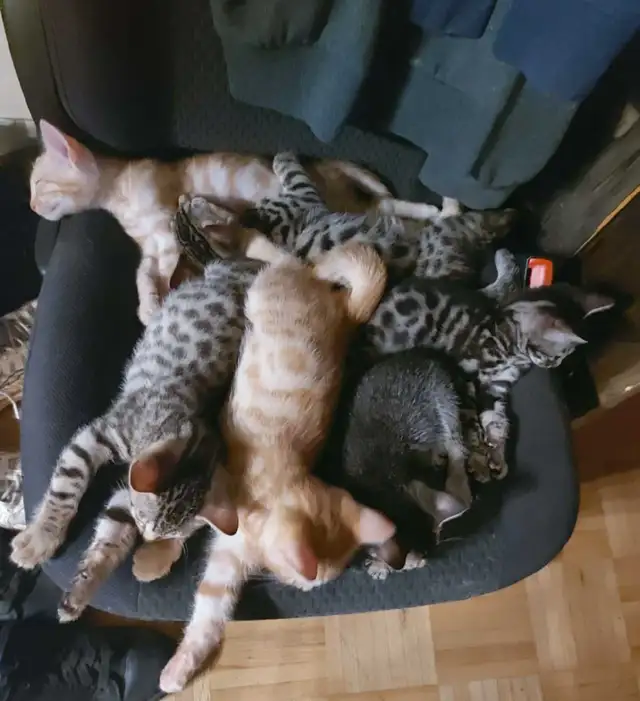 3 Bengal et 4 british/bengal
