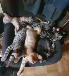 3 Bengal et 4 british/bengal