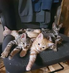3 Bengal et 4 british/bengal - Photo 2