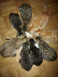 3 Bengal et 4 british/bengal - Photo 3