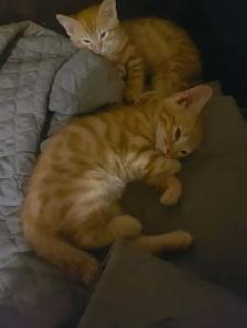 3 Bengal et 4 british/bengal - Photo 4