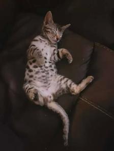 3 Bengal et 4 british/bengal - Photo 5