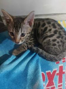3 Bengal et 4 british/bengal - Photo 8