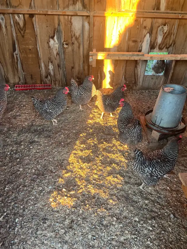 barred rock hens