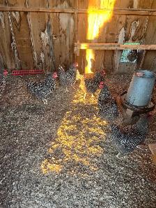 barred rock hens