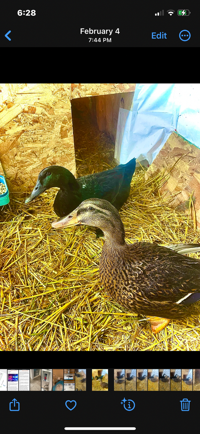 2 ducks looking for a new home