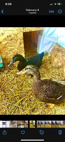 2 ducks looking for a new home