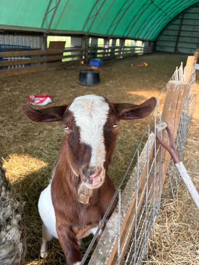 Miniature goats