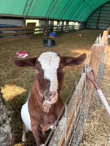 Miniature goats