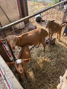 Miniature goats - Photo 2