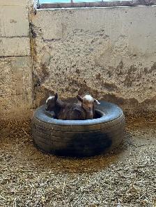 Miniature goats - Photo 3