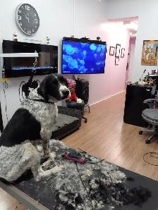 Self Employment in Pet Care