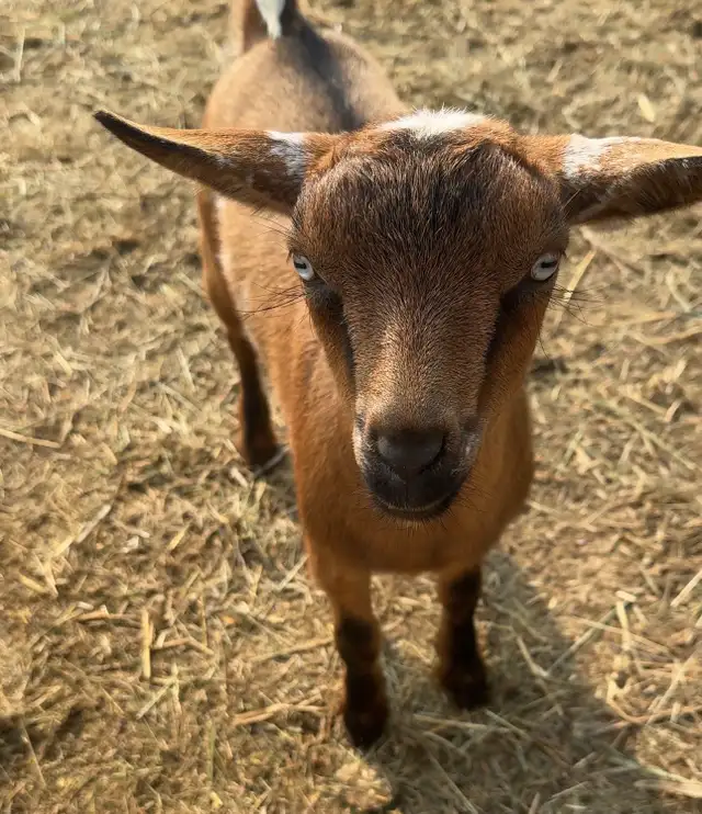 Nigerian Dwarf Doeling