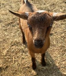 Nigerian Dwarf Doeling