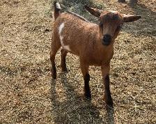 Nigerian Dwarf Doeling - Photo 2