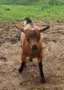 Nigerian Dwarf Doeling - Photo 3