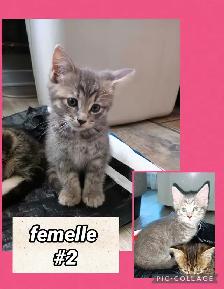 Chaton Bengal/Savannah mixte - Photo 3