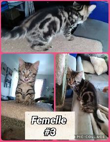 Chaton Bengal/Savannah mixte - Photo 5