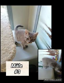 Chaton Bengal/Savannah mixte - Photo 6