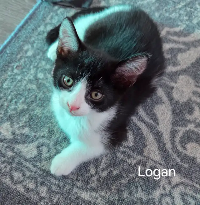 Chatons à adopter