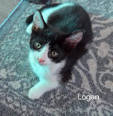 Chatons à adopter