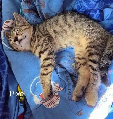 Chatons à adopter - Photo 2