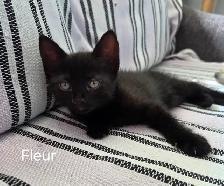 Chatons à adopter - Photo 3