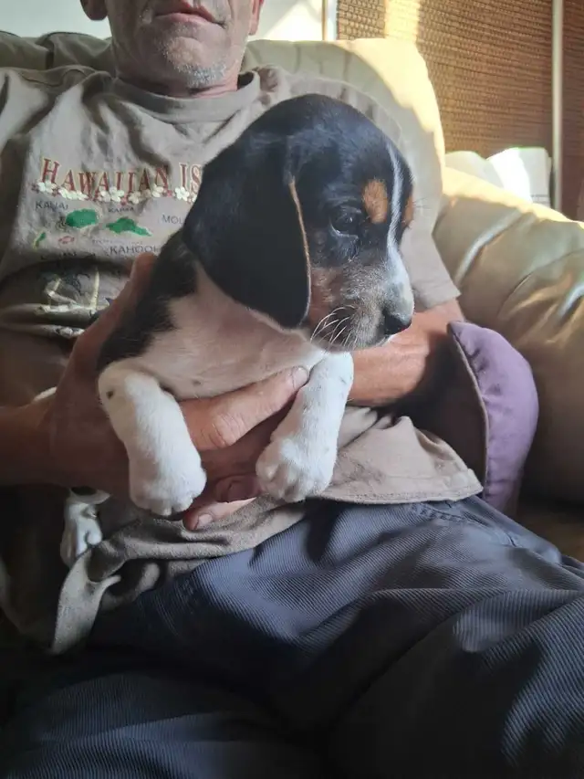 chiots beagle