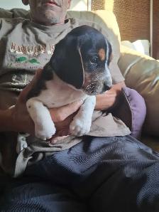 chiots beagle