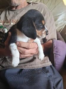 chiots beagle - Photo 2
