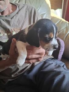 chiots beagle - Photo 3