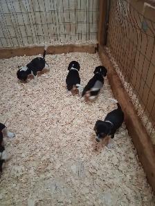 chiots beagle - Photo 4