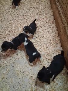 chiots beagle - Photo 5