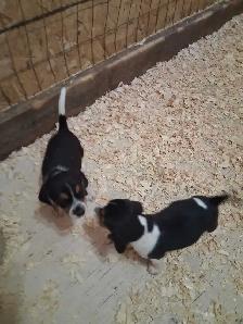 chiots beagle - Photo 6