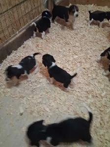 chiots beagle - Photo 7
