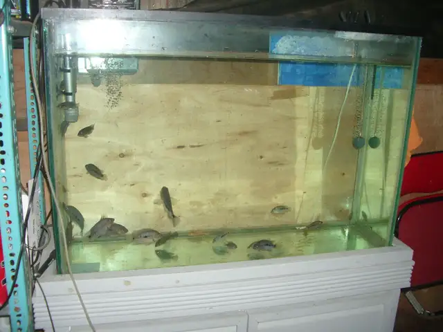 MOVING SALE 45 GALLON FRESH WATER SET UP RUNNING $150