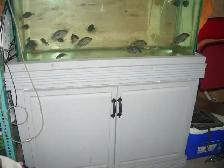 MOVING SALE 45 GALLON FRESH WATER SET UP RUNNING $150 - Photo 2