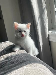 Beautiful Male Turkish Angora Kitten – Loving & Playful