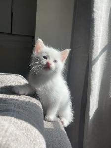 Beautiful Male Turkish Angora Kitten – Loving & Playful - Photo 2