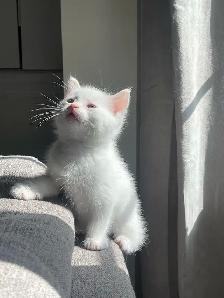 Beautiful Male Turkish Angora Kitten – Loving & Playful - Photo 3