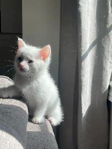 Beautiful Male Turkish Angora Kitten – Loving & Playful - Photo 4