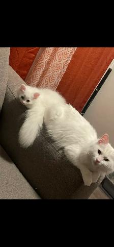 Beautiful Male Turkish Angora Kitten – Loving & Playful - Photo 6