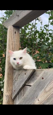 Beautiful Male Turkish Angora Kitten – Loving & Playful - Photo 8
