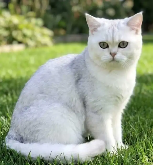 Petites boules de neige douces, chatons British Shorthair