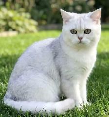 Petites boules de neige douces, chatons British Shorthair