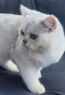 Petites boules de neige douces, chatons British Shorthair - Photo 2