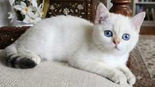 Petites boules de neige douces, chatons British Shorthair - Photo 3