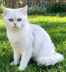 Petites boules de neige douces, chatons British Shorthair - Photo 4