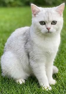 Petites boules de neige douces, chatons British Shorthair - Photo 5